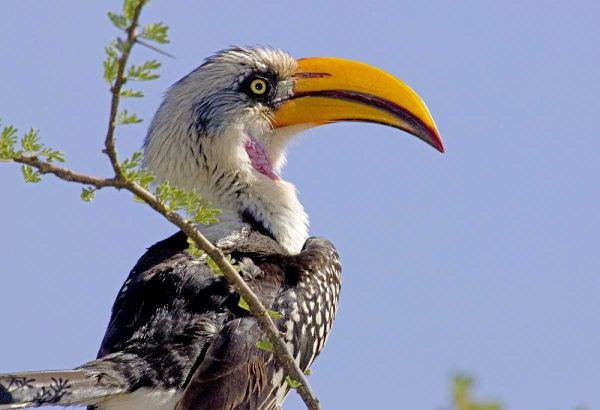 Kenya Profile of yellow-billed hornbill bird